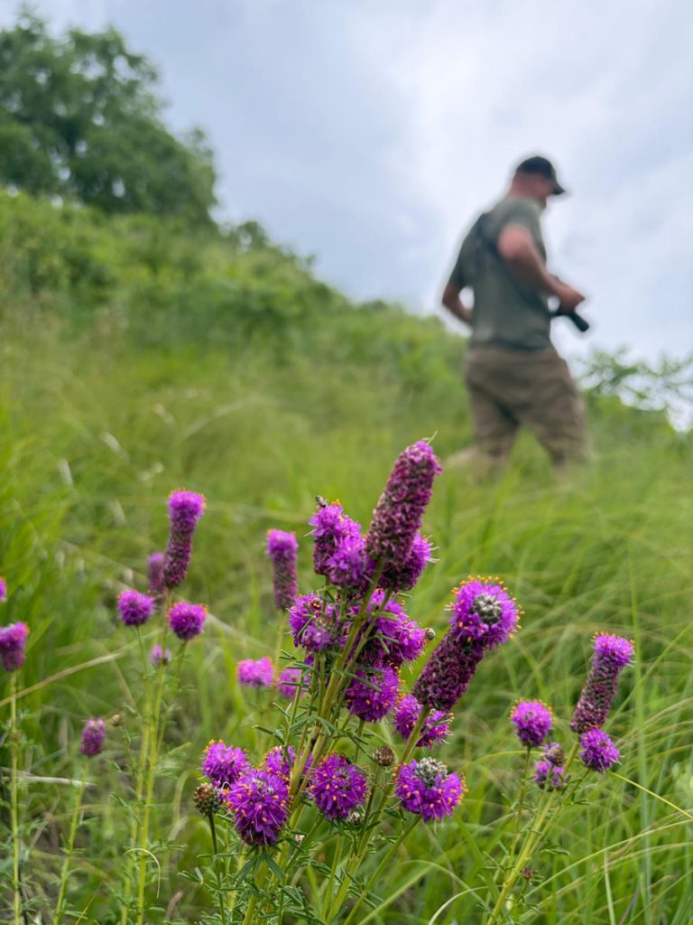 Revis Prairie June 15, 2026 purple prairie clover.