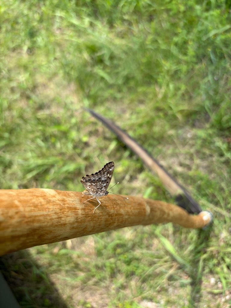 Work day June 28, 2026 - hackberry emperor butterfly tries its hand at scything.