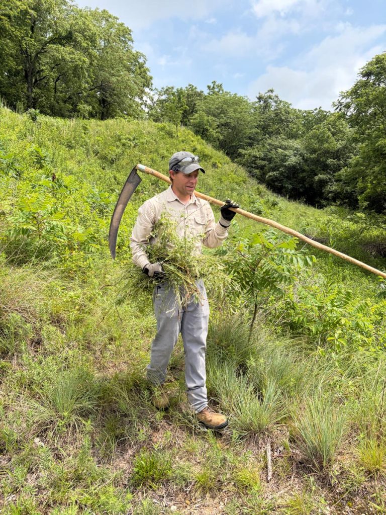 Revis work day 20260628 - Mickey hauls out some of the sweet clover.