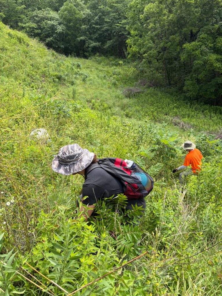 Revis work day 20260628 - Nathan, Aaron and Mickey tackling sweet clover on a steep hill.
