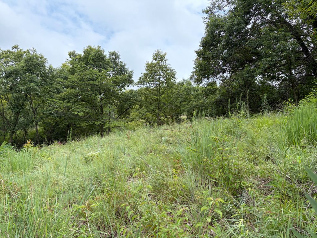 Revis work day July 12, 2026 - after sumac cull.