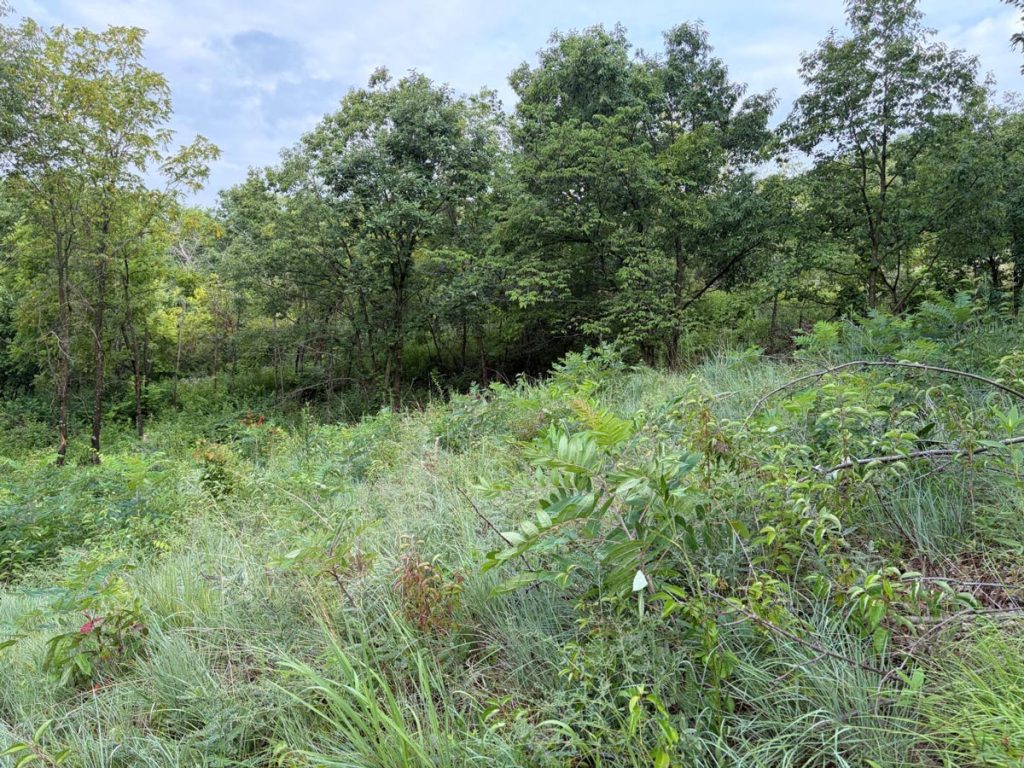 Revis work day July 12, 2026 - before sumac cull.