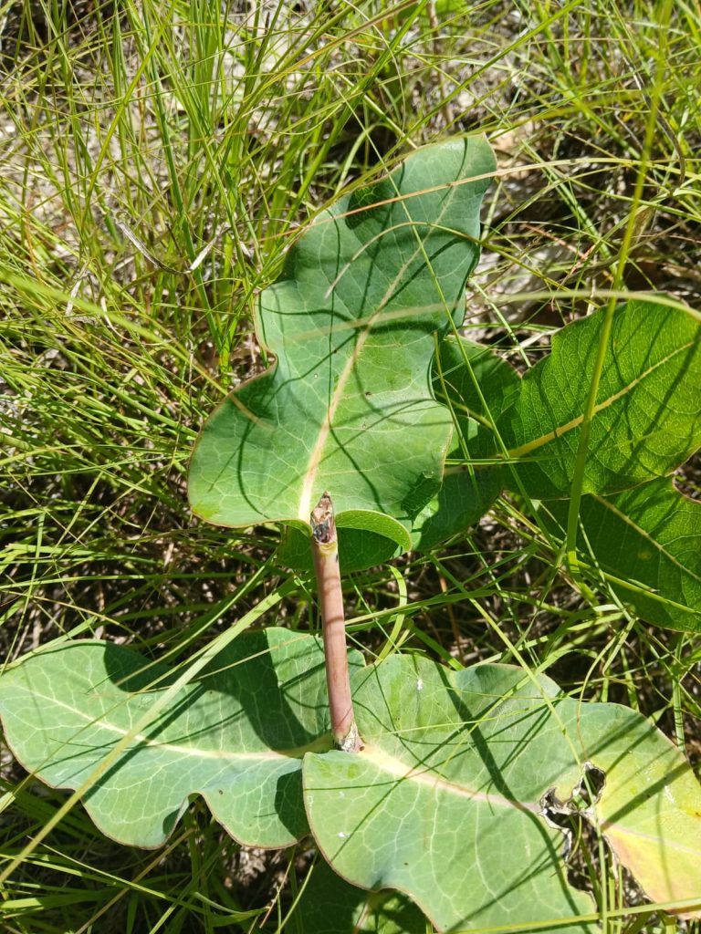 Four Clasping Milkweeds were together, all browsed enough to prevent reseeding.