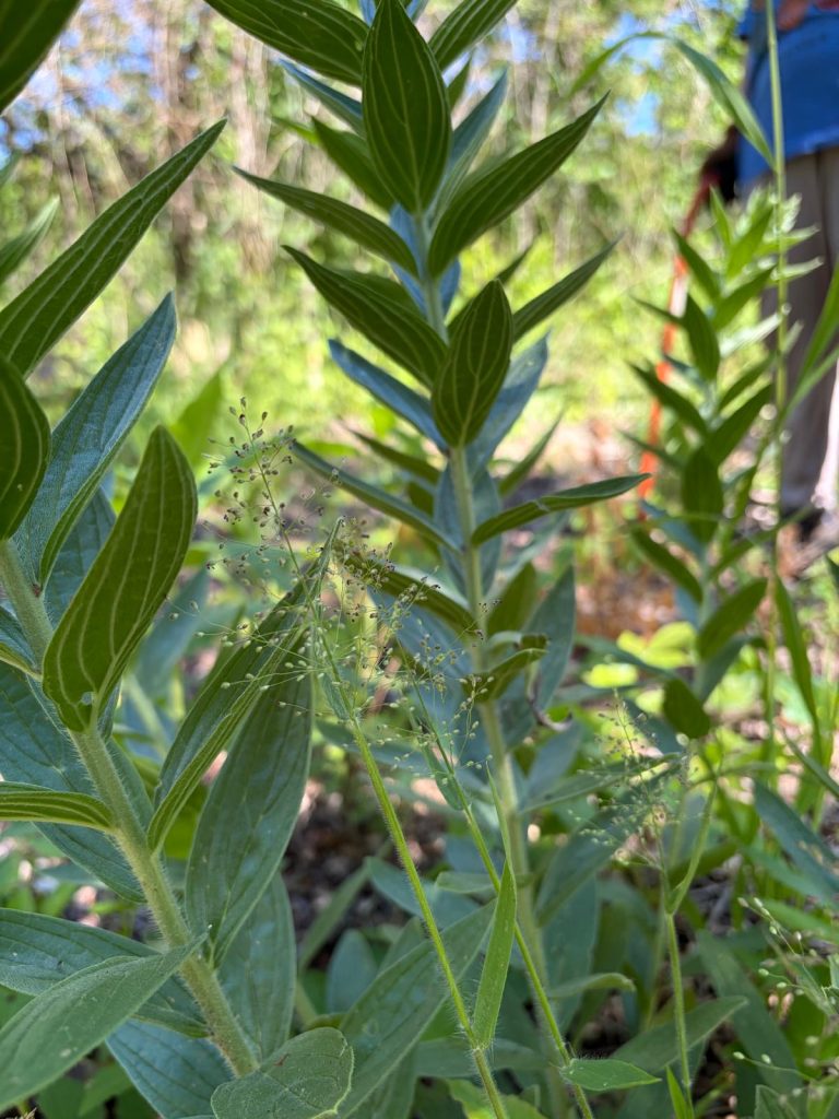 Marbleseed and some type of dichanthelium grass work day May 24, 2026. Photo by Stone Hansard.