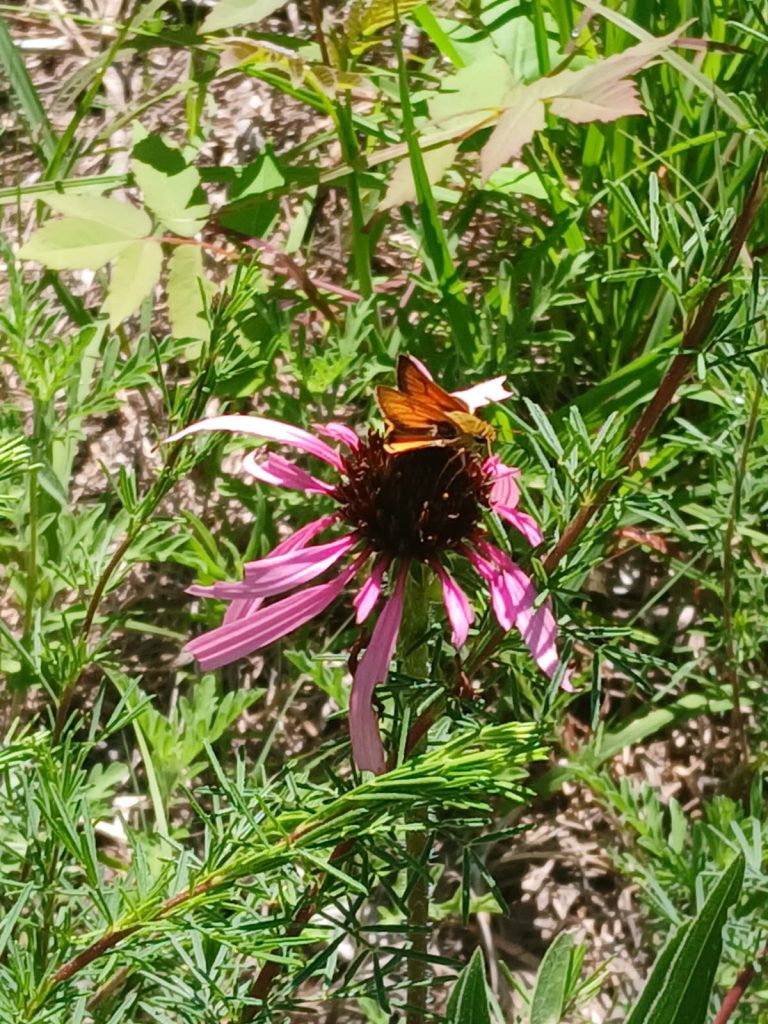 Fiery (?) Skipper on Pale Purple Coneflower, photo Aaron K.
