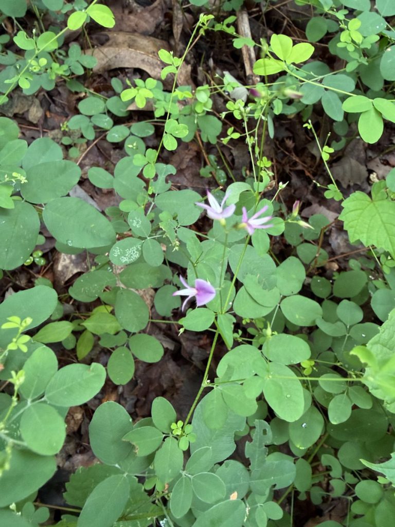 Violet bush clover (Lespedeza frutescens) spotted adjacent to the last small remnant of a prairie further west from where the community has been hard at work. Finding these survivors provides hope for restoration, and clues for other places to prioritize!